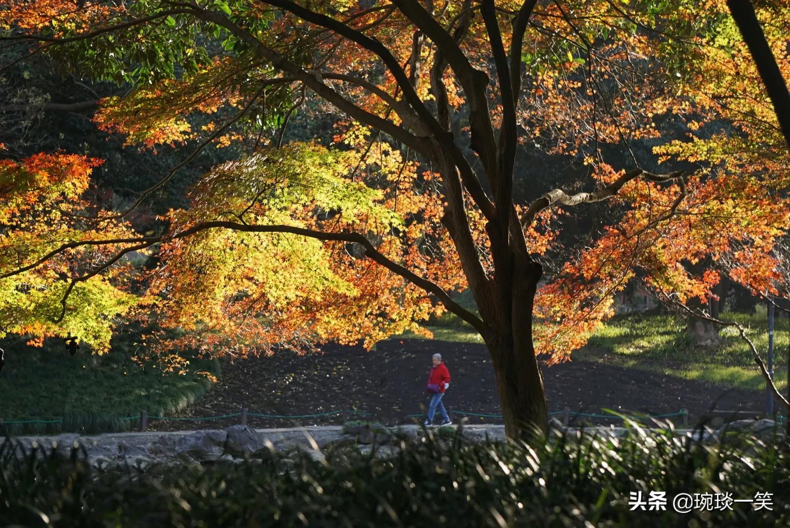 身处北京的你错过就要等一年(秋，你若不来太子湾，便是对杭州的辜负)