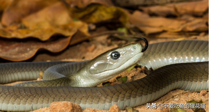 这就是黑曼巴-这就是黑曼巴英语