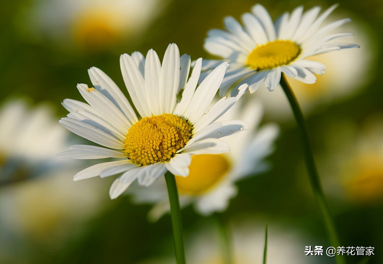 剑叶金鸡菊图片（盘点菊花四大品种的开花时间）