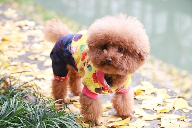 养“泰迪犬”的六大坏处，网友：养过就不想再养了