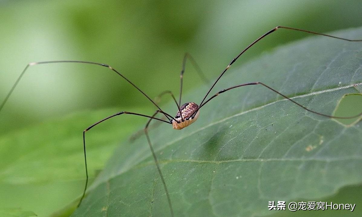 家里有大蜘蛛怎么驱赶（家里有蜘蛛怎么办）-第5张图片-易算准