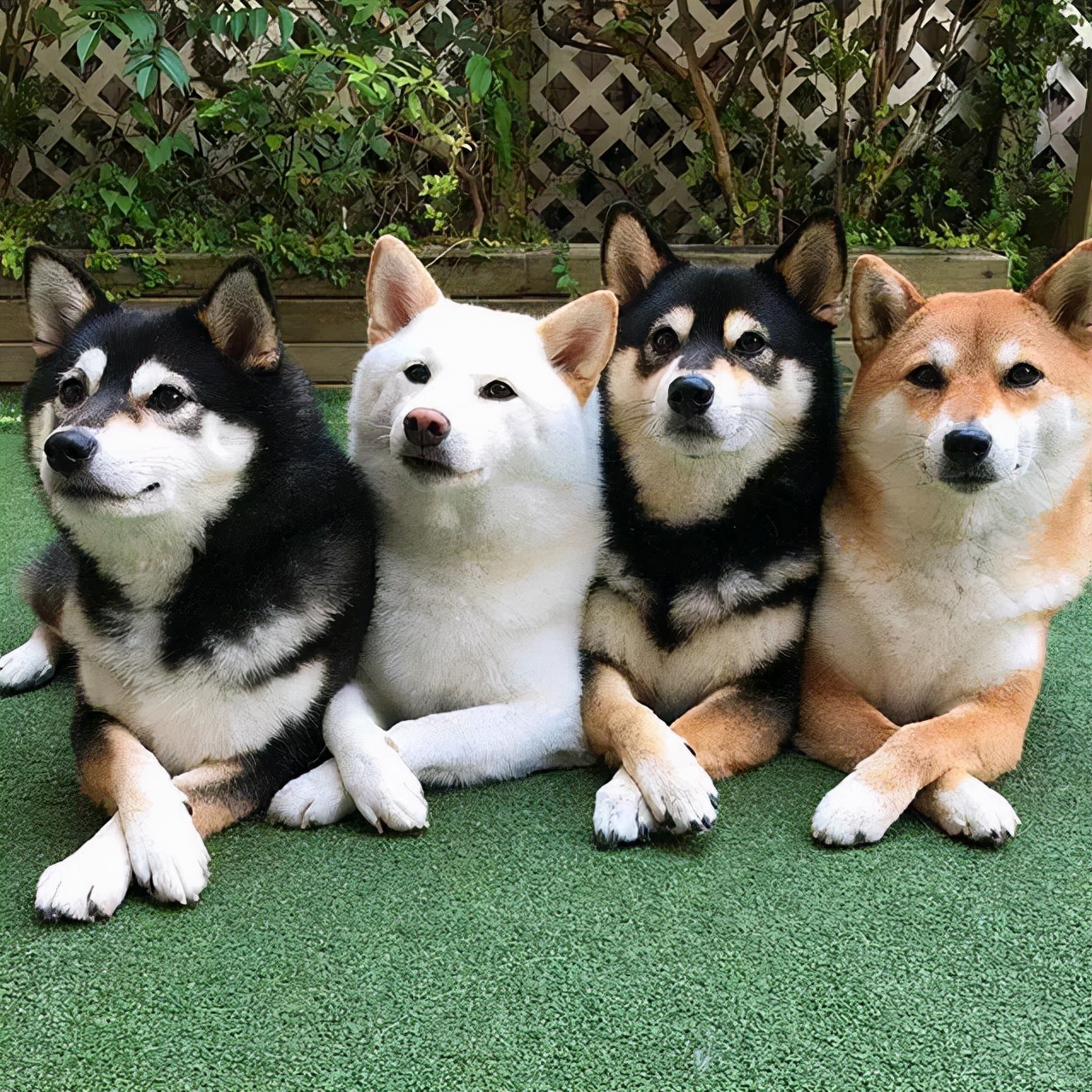 柴犬是秋田犬吗(4个地方正确区分柴犬和秋田犬)