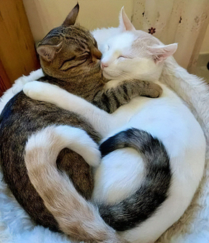 猫和主人一起攀岩,从它的表情来看,内心一定是拒绝的.