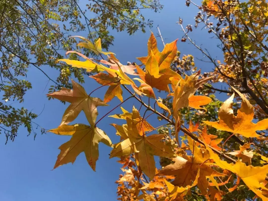 “硬核港湾”：细数青岛港湾职院的高光时刻，错过等一年