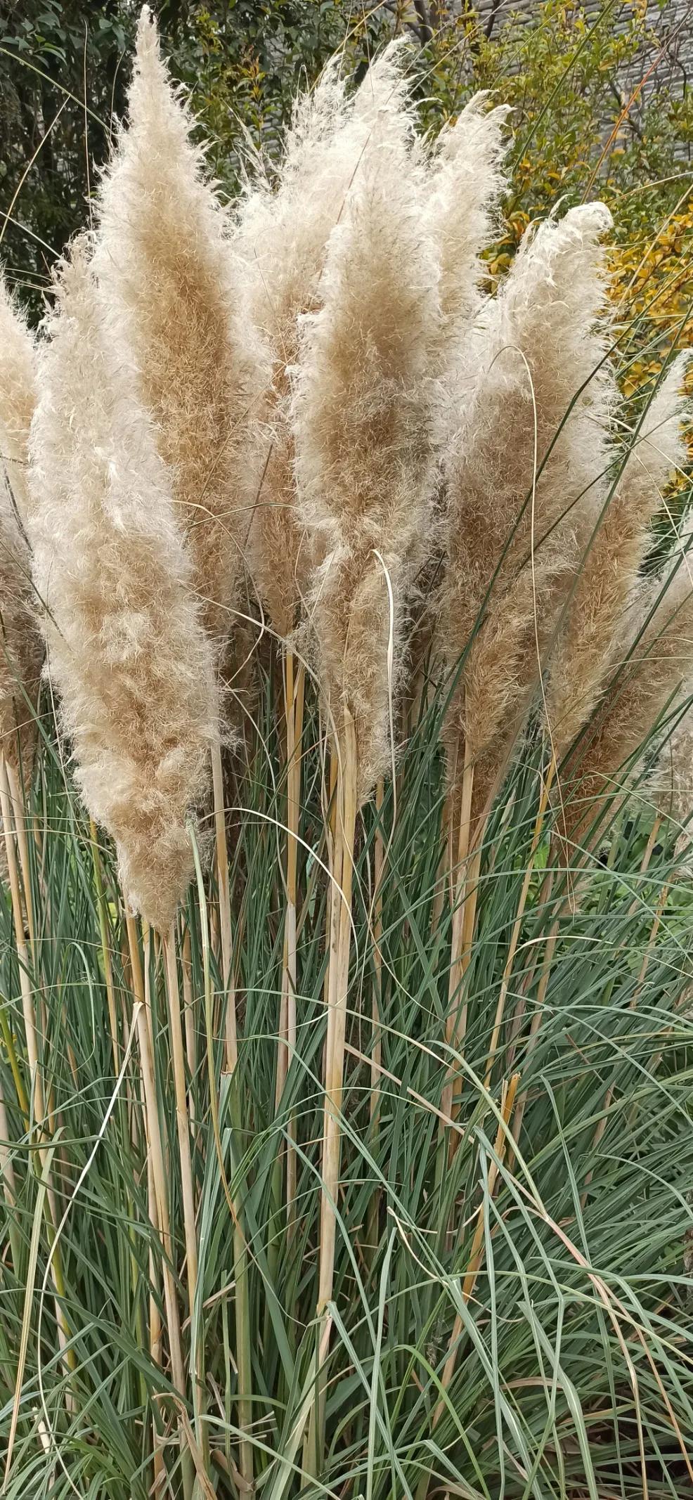 跟着我,走进秋的小路上,看那叶子的韵美