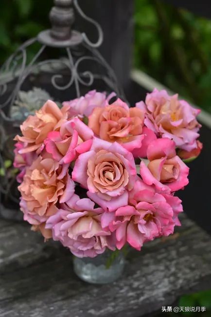 2020世界新品月季大赏，一起来看看都有哪些值得期待的新品种