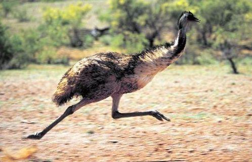 澳大利亚国鸟（澳大利亚国鸟鸸鹋）
