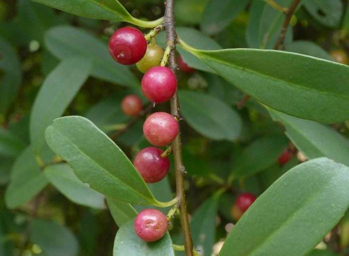 2016龙葵果多少钱一斤(农村娃儿时拿它当零嘴) - 价格百科