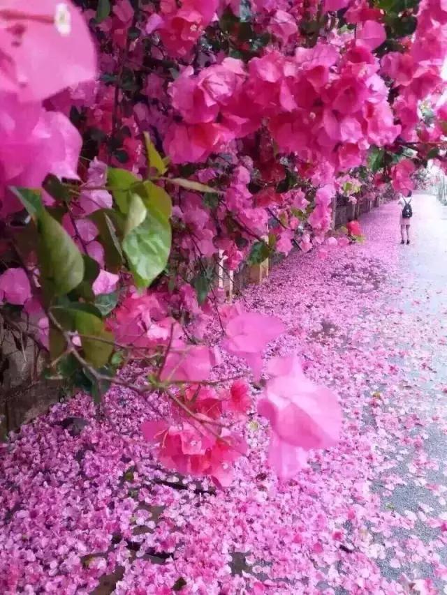 赏读:花落雨飘香