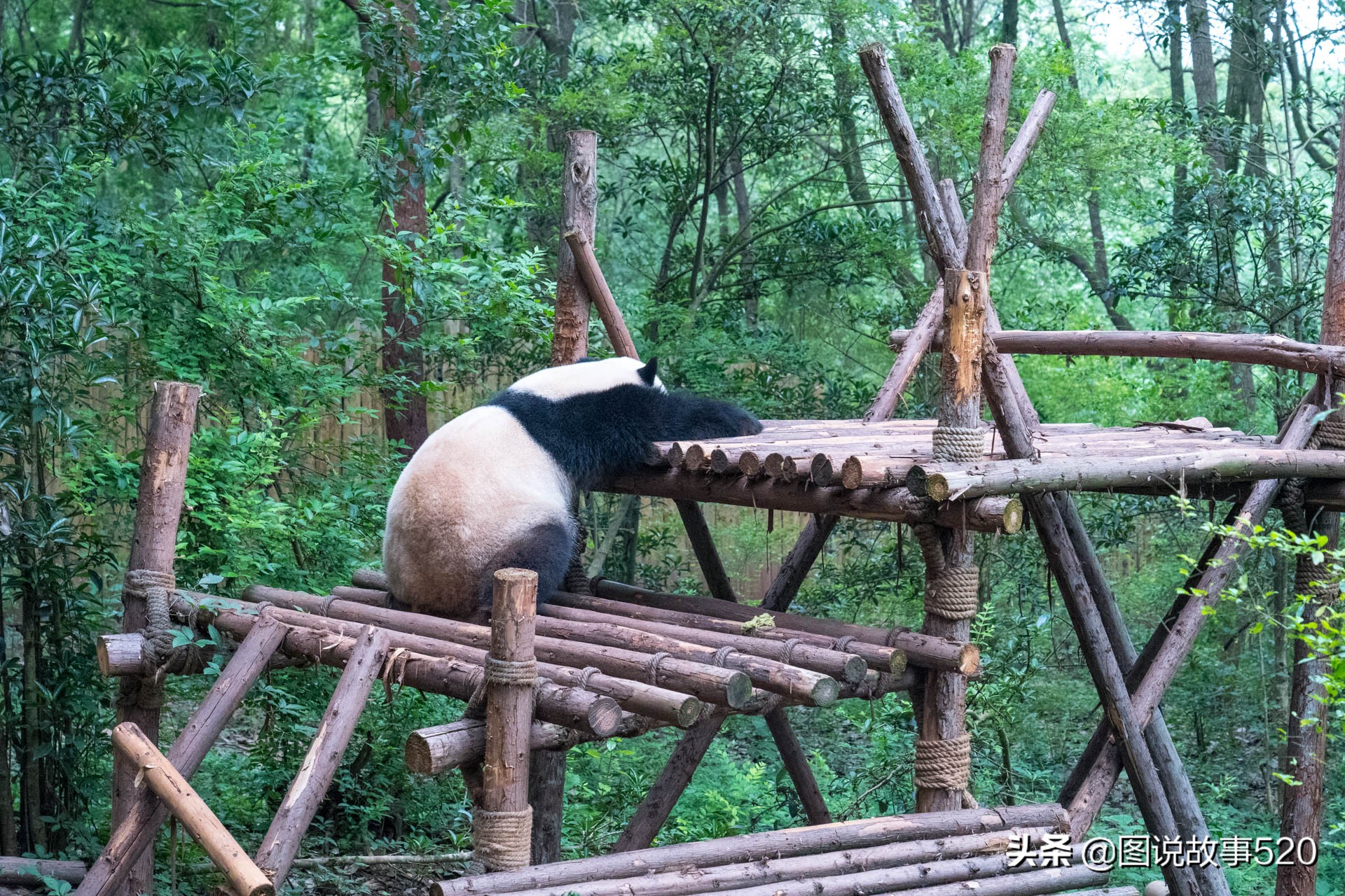 大熊猫的睡眠时间（大熊猫的睡眠时间一般是多少）-第7张图片-昕阳网