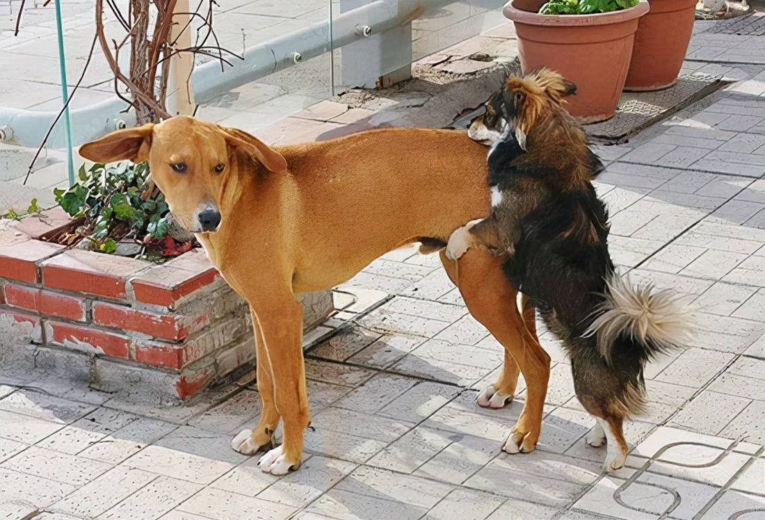 发情的狗狗,如何照顾?