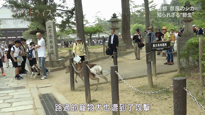 奈良小鹿一年伤了209人！8人骨折！原来鹿有这个反应是攻击的意思