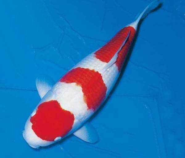 白玉凤凰鱼怎么养详细介绍「干货」 -骁龙网