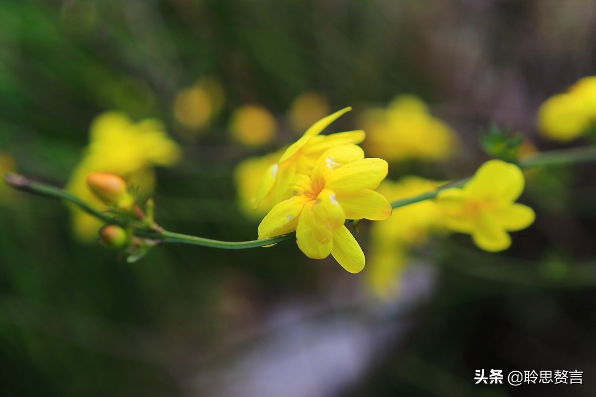 描寫迎春花的詩句(迎春花詩詞精選一十九首 )