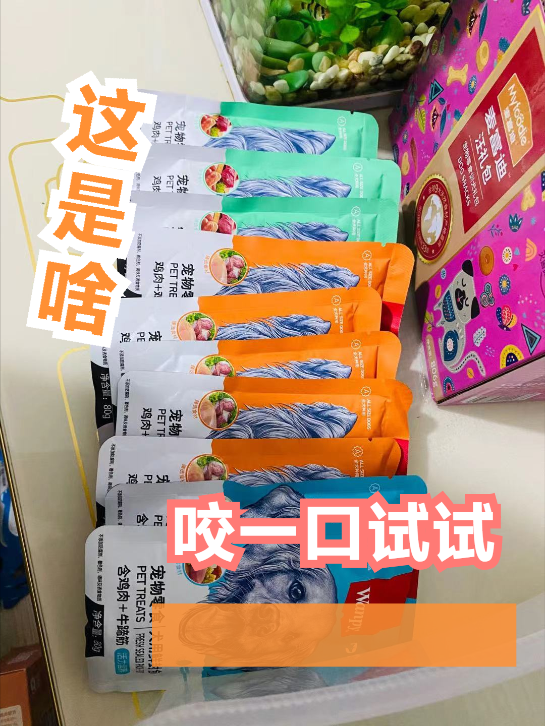 养猫一个月多少预算，新手养猫的注意事项？这些东西一定要注意