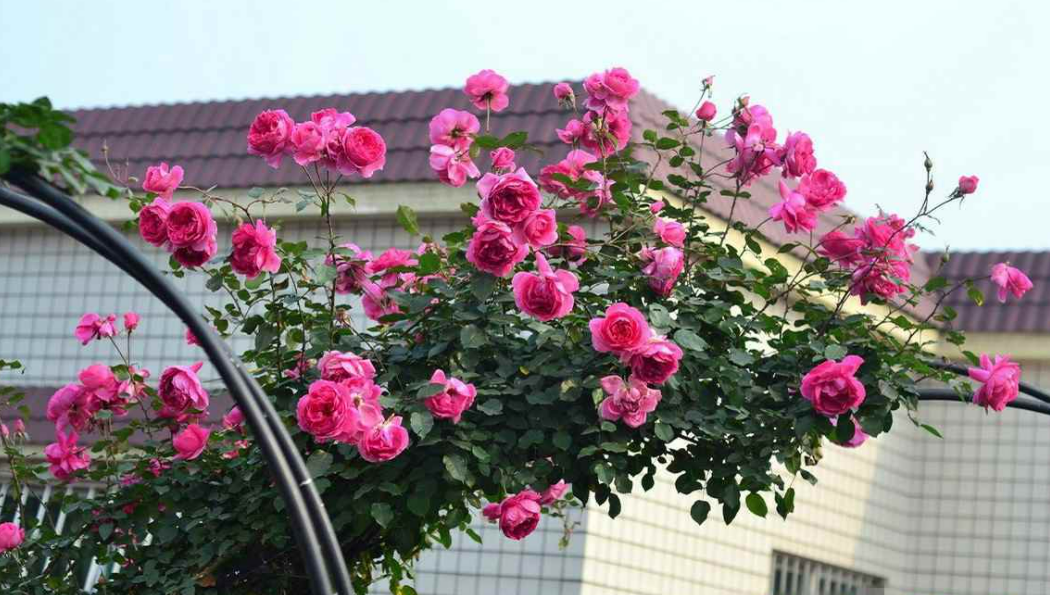 真正四季开花的藤本月季(藤本月季中千万别错过的品种)