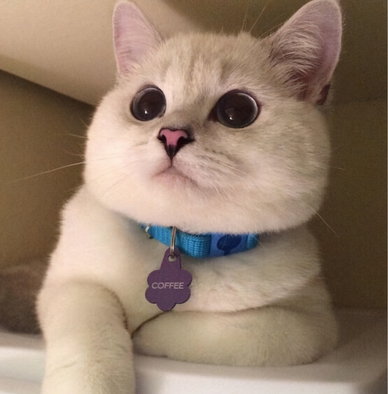英国短毛猫的6大优点，养过之后，就不想换猫了