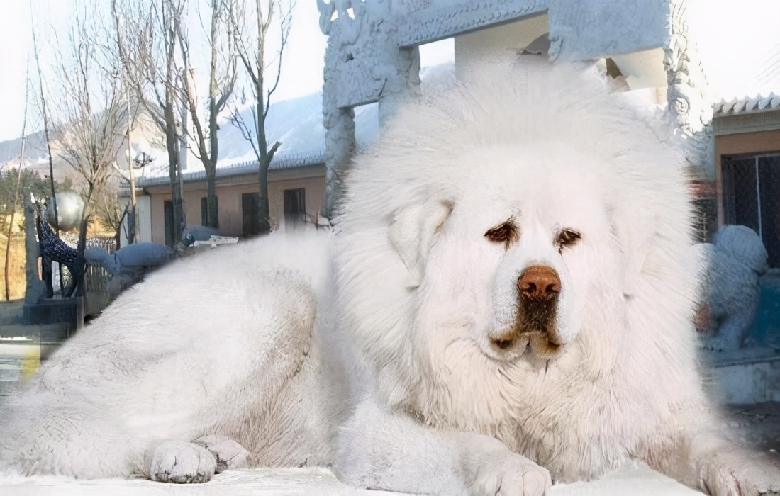 据说《藏地密码》所说海蓝兽是一种非常灵异的獒,海蓝兽是雪獒的变种