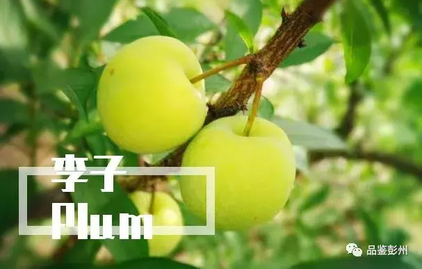 七月贡李甜，邀你赴约乐活葛仙山·第三届果园采摘之旅