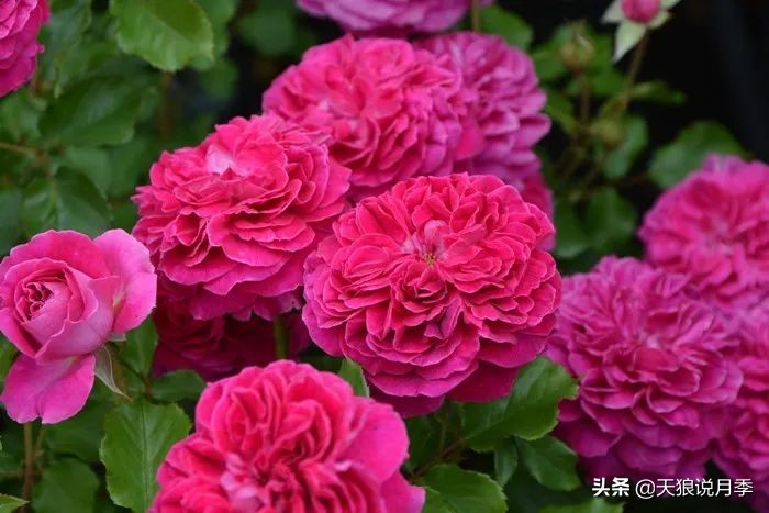 2020世界新品月季大赏，一起来看看都有哪些值得期待的新品种