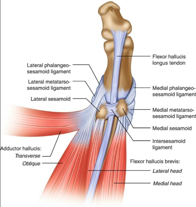 大脚拐,大脚趾内侧疼痛,要警惕:拇(趾)外翻,拇囊炎