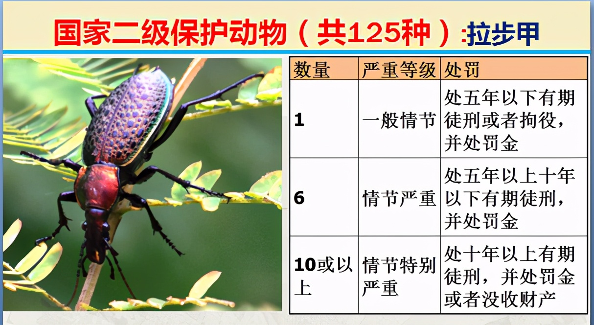 国家保护动物分几个等级（125类二级野生保护名录）