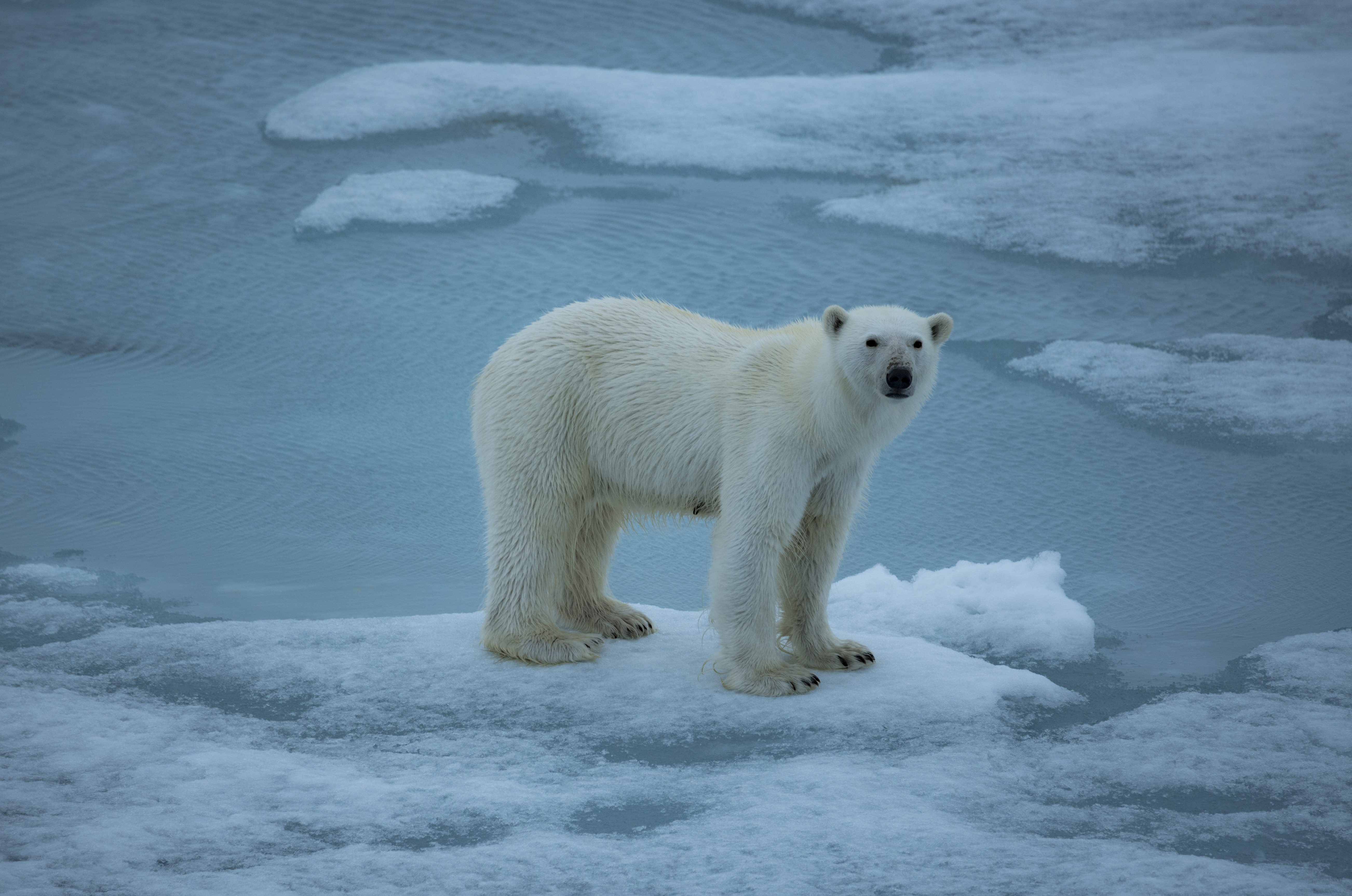 气候变暖后的北极熊处境艰危生态的破坏和汽车等尾气的排放,致使全球