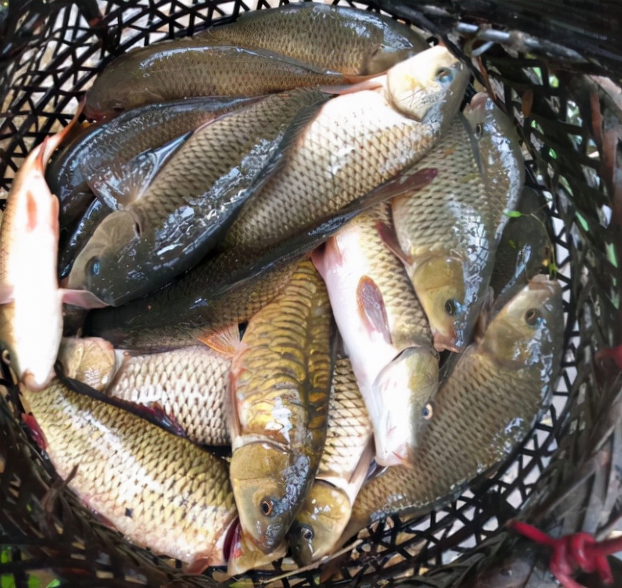 季花鱼图片(禾花鱼) - 赤虎壹号