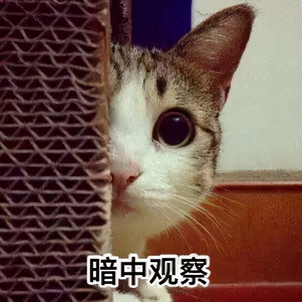 猫咪发情了怎么办？做好这几点，你也是个专业的铲屎官