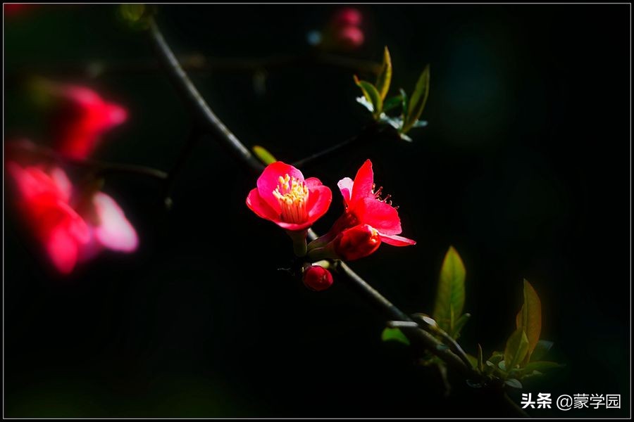 海棠花詩句(蘇軾海棠花詩句)