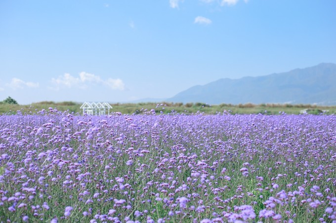 下关风吹上关花，洱海月印苍山雪——从洱海边醒来