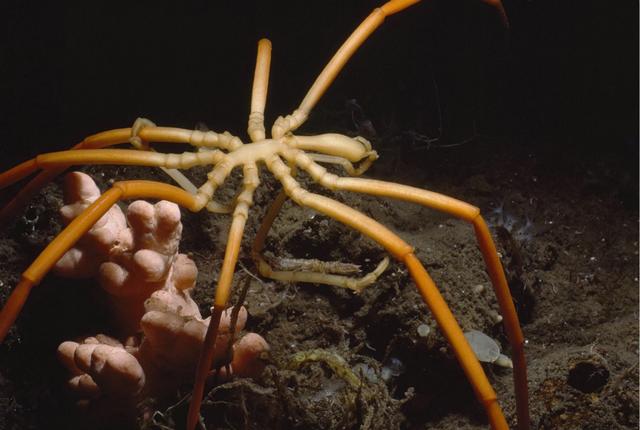 除了腿还是腿，没有身体的海蜘蛛，如何能够长到3米长