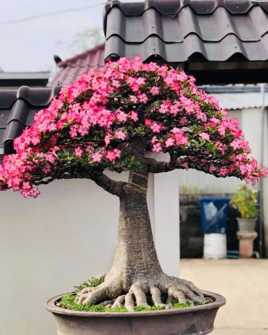 少人养也属正常(7种“富贵花”，命硬花漂亮，一个月不浇也不死，绰号“死不了”)