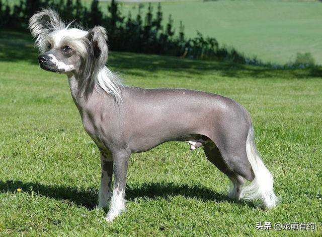 冠毛狗是哪国的狗