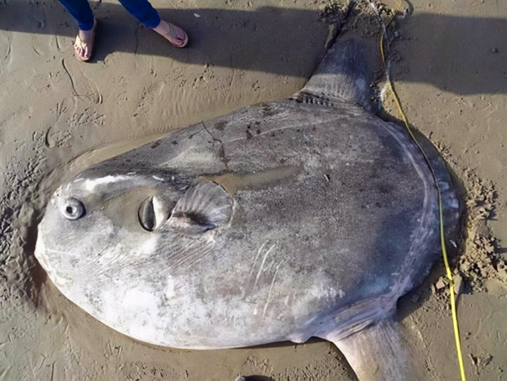 翻车鱼一次产卵3亿枚,为何是易危生物?被海豹啃咬也不会逃跑