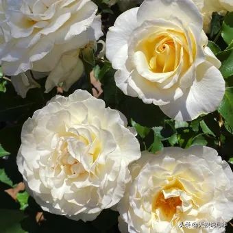 2020世界新品月季大赏，一起来看看都有哪些值得期待的新品种