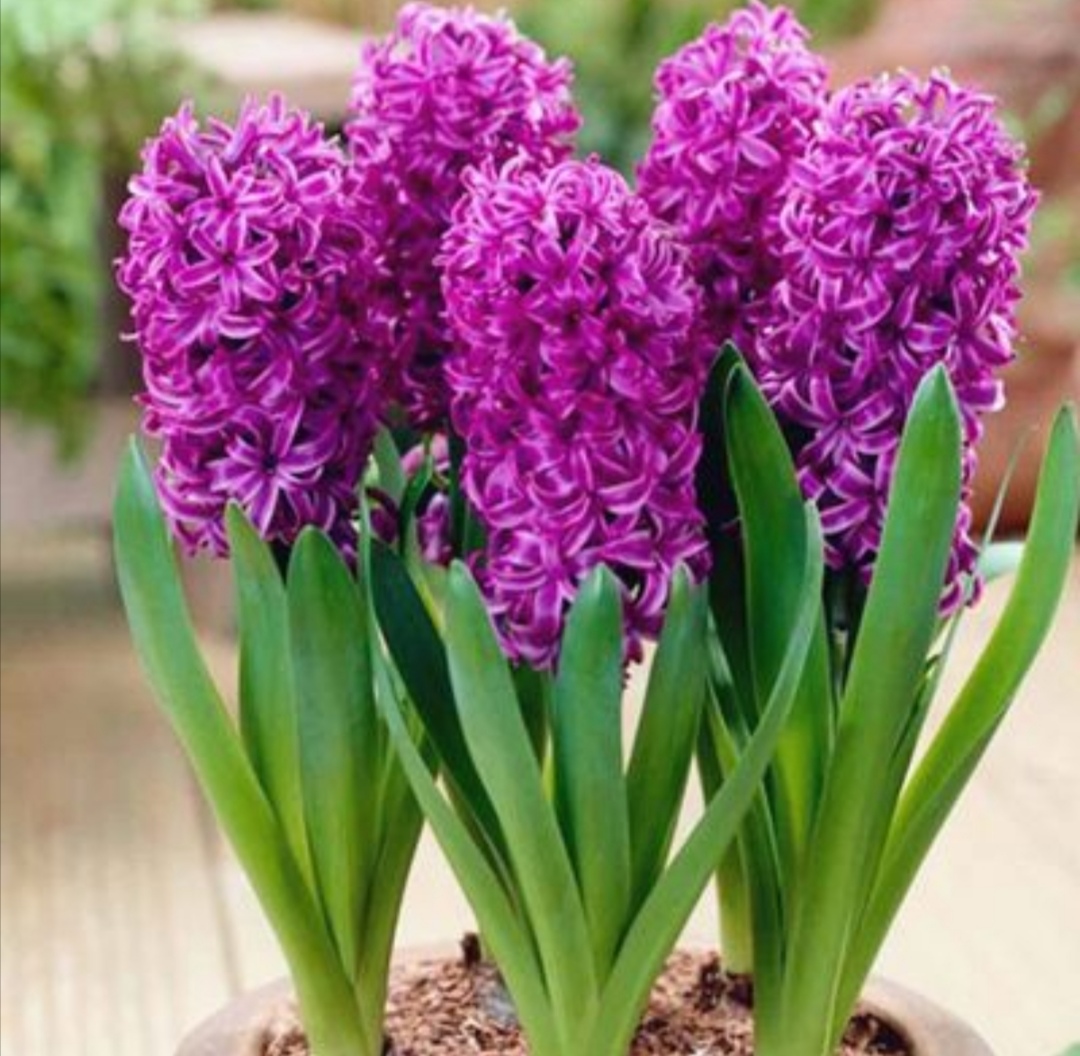 风信子什么时候开花(风信子花语)