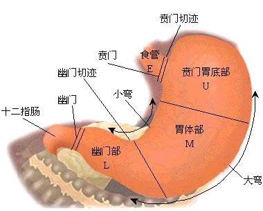 解剖学上胃由五个部分组成,分别是责门,幽门,胃底(或称穹窿,胃体和