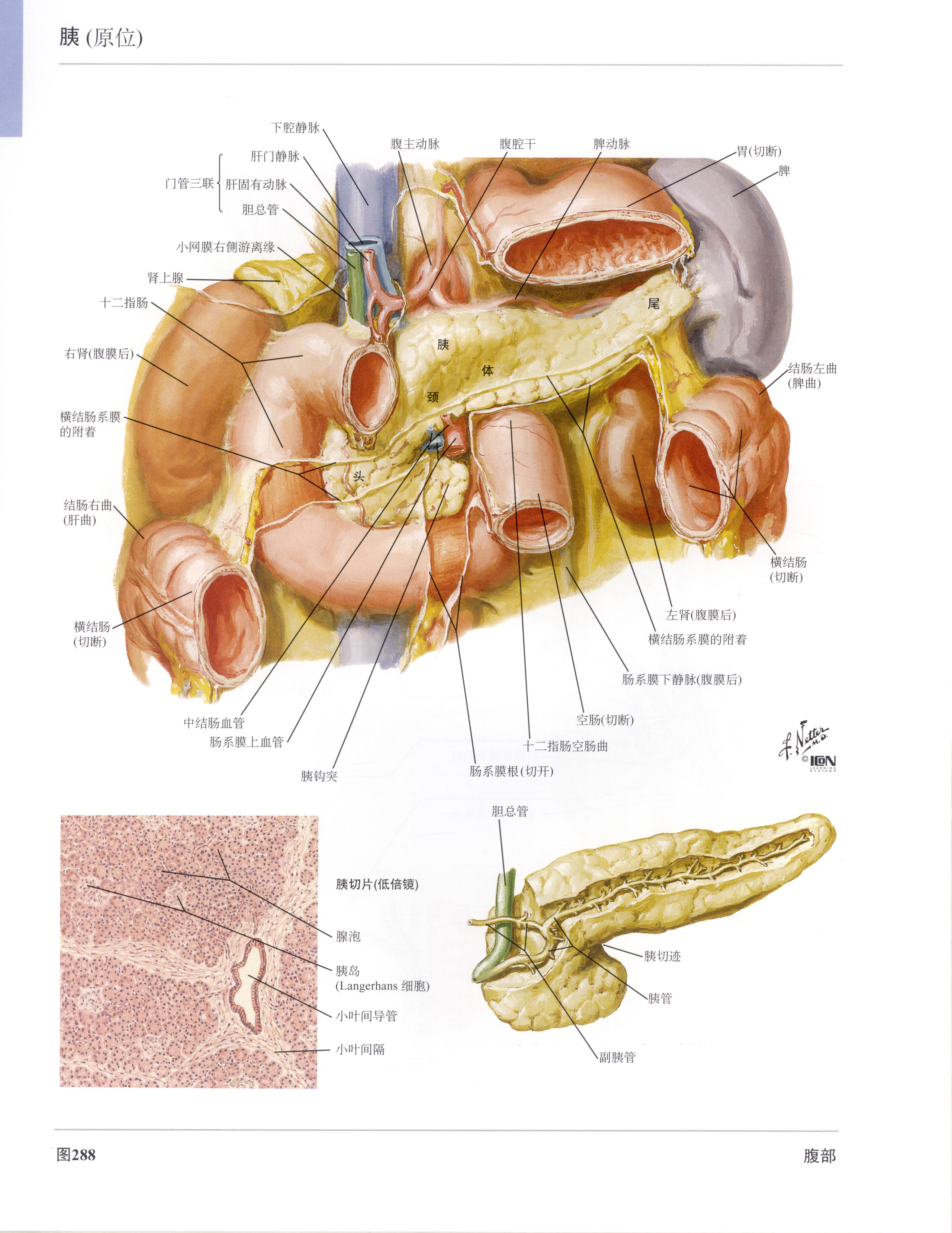 高清人体解剖彩色图谱-肝胆胰脾
