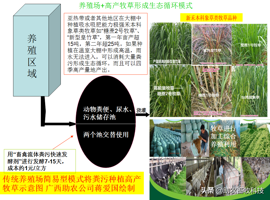 皇竹草、甜象草、糖蔗3号牧草亩产可超30吨，我国北方能种植吗？