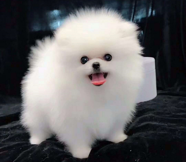 可爱狗,可爱狗头像呆萌