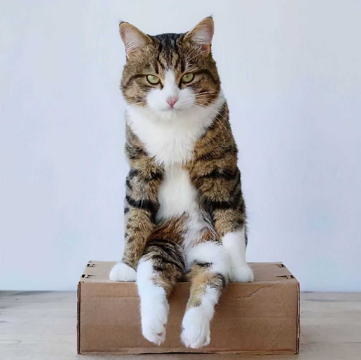 如果你有细心观察你家的猫咪,那么你会发现公猫和母猫,在坐姿上也是有