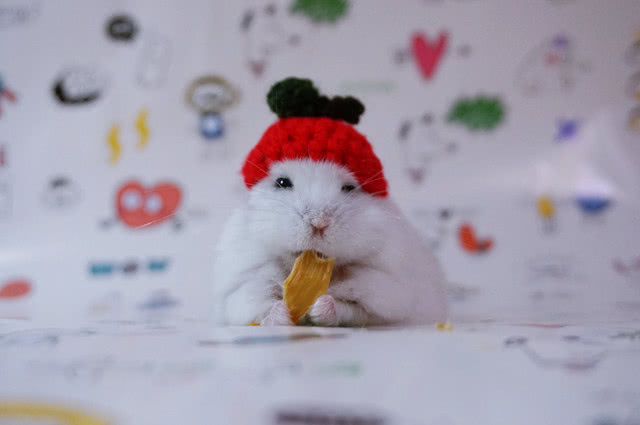 教仓鼠这样洗澡，鼠笼再也不会臭了！