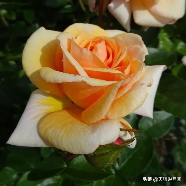 2020世界新品月季大赏，一起来看看都有哪些值得期待的新品种