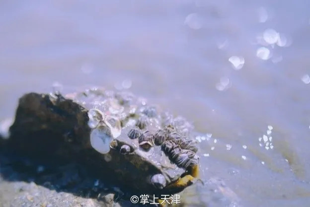 赶海拾贝挖蛤蜊，天津这些地儿你都去过吗？