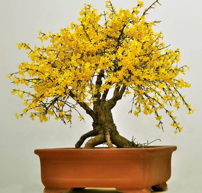 迎春花是什么颜色 月季花是什么颜色的-千百号