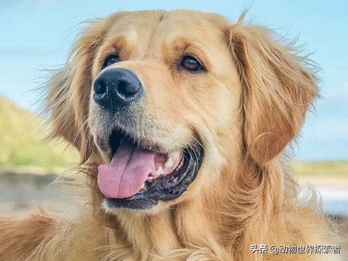 十大最受欢迎的家庭犬种