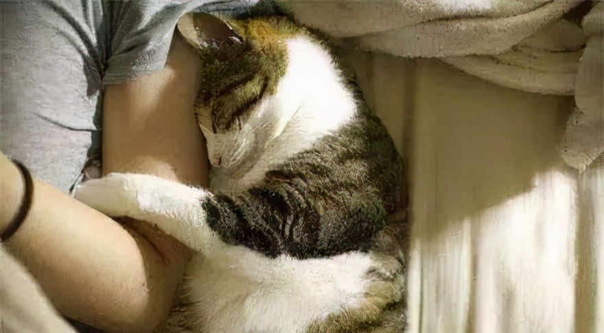 养猫分5个等级，越高级越幸福，你到哪个等级呢？