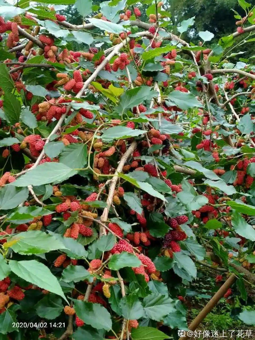 家里养棵桑葚,夏天结果满树都是,咬一口甘甜美味