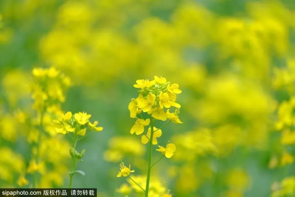 去哪看油菜花,